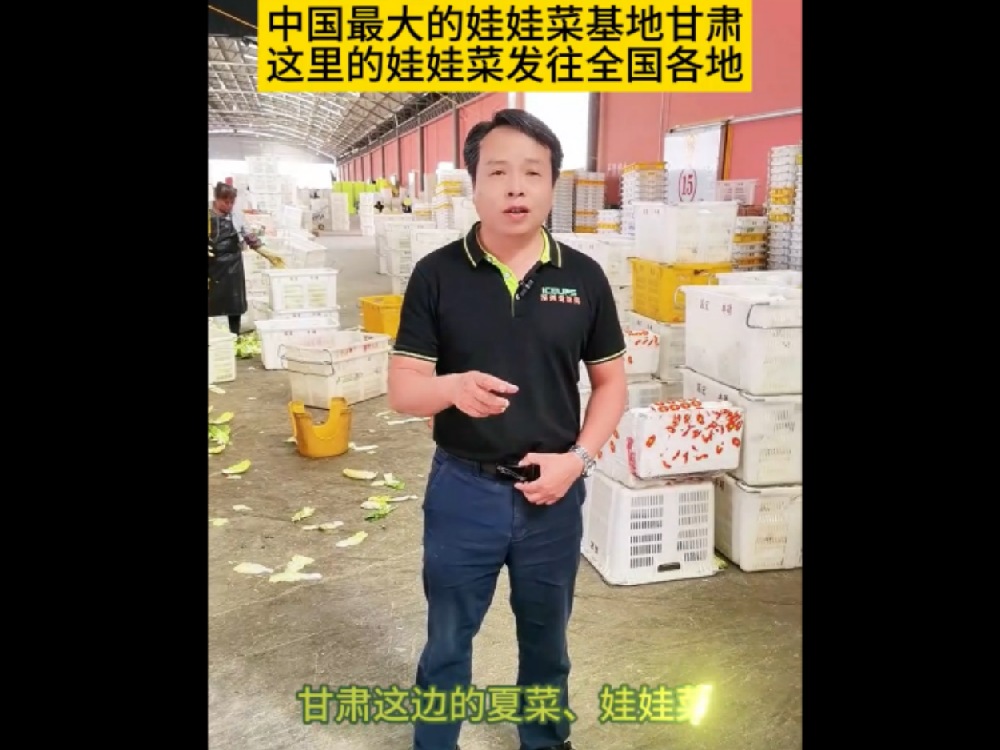中國最大的娃娃基地甘肅，那里的娃娃菜發(fā)往全國各地