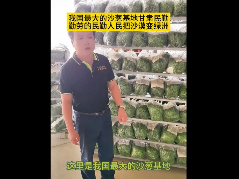 中國最大的沙蔥基地，民勤沙蔥發(fā)往全國各地
