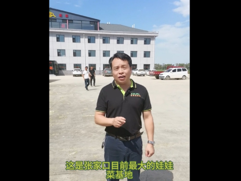 這里是河北省張家口最大的娃娃菜基地，這里的娃娃菜保質保量供應首都城市經(jīng)濟圈