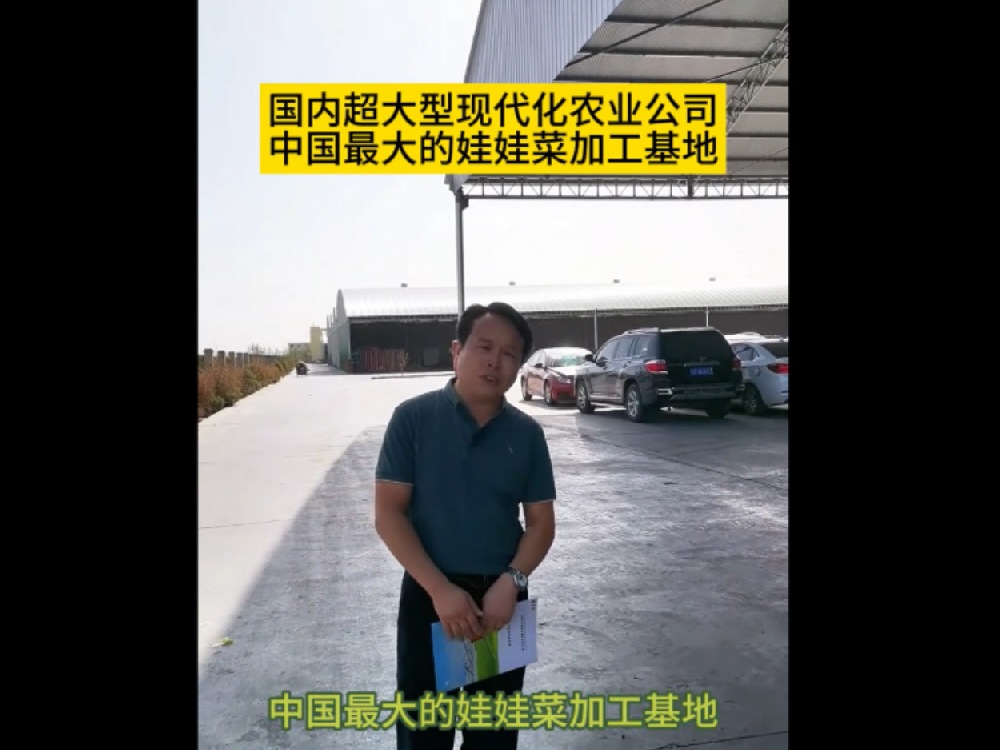 目前為止，國內最大的娃娃菜種植加工基地在甘肅武威，這里的娃娃菜發(fā)往全國各地